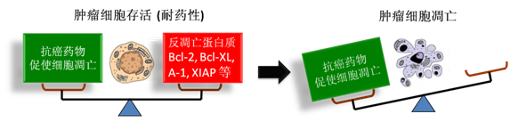 图 1：肿瘤细胞通过反凋零蛋白产生耐药性，对反凋零蛋白的抑制将改变平衡，消除肿瘤耐药性。
