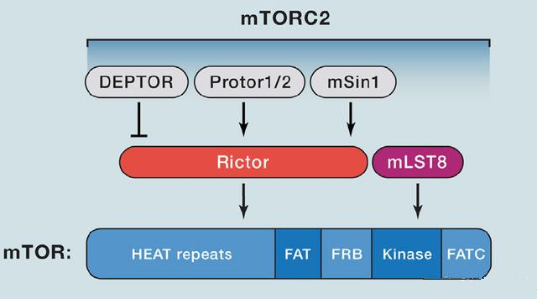 mTORC2的组成蛋白主要有Rictor、mSin1、mSLT8和Protor等