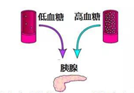 调节血糖稳态，GK负重前行