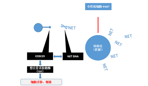 除了单纯的捕获，NET DNA与CCDC-25的结合还增强了癌细胞的侵袭行为，促进了癌症的肝转移。