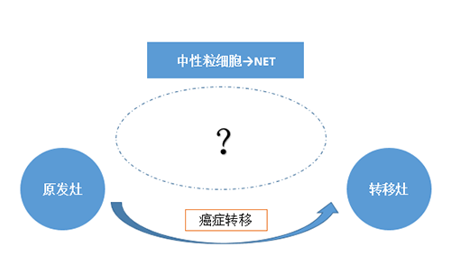NET可能会通过某些方式“捕获”或“唤醒”癌细胞，从而造成癌细胞的迁移。