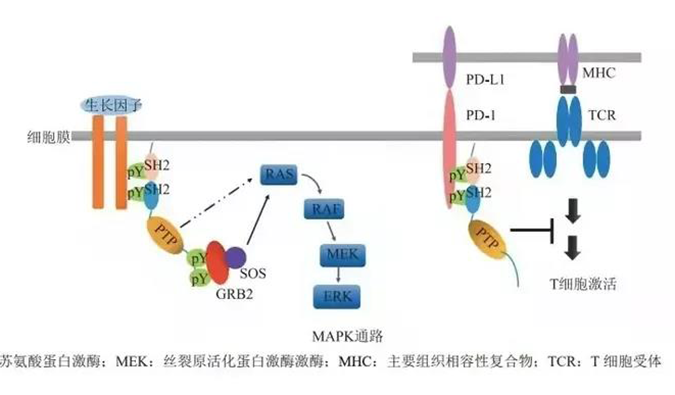 晚期恶性肿瘤患者的福音，SHP2变构抑制剂RG001片获批临床.png