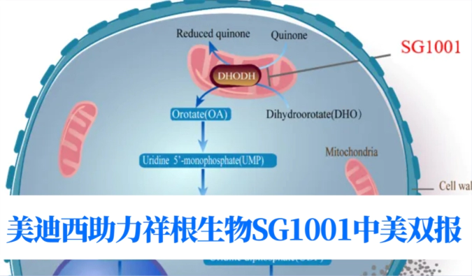 中美双报+1！ag尊龙登陆入口z6mg助力合作伙伴祥根生物SG1001再获FDA临床试验许可